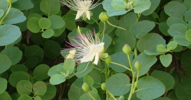 Capparis spinosa